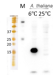 Western blot using anti-Elip global antibodies, on Arabidopsis thaliana
